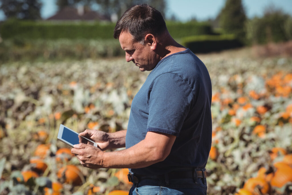 Hombre revisando sus cultivos de calabazas en una tablet.